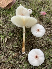 Leucoagaricus lacrymans