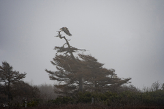 Haliaeetus pelagicus