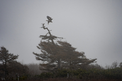 Haliaeetus pelagicus