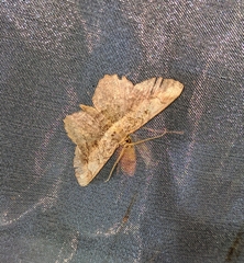 Abaciscus paucisignata