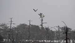 Haliaeetus pelagicus