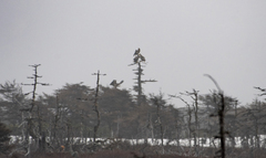 Haliaeetus pelagicus