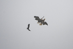 Haliaeetus pelagicus
