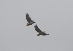 Haliaeetus pelagicus
