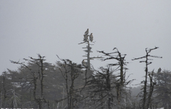 Haliaeetus pelagicus