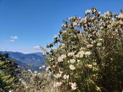Rhododendron pseudochrysanthum