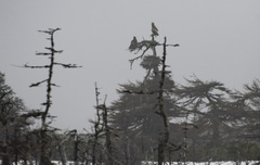 Haliaeetus pelagicus