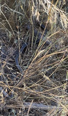 Philodryas chamissonis