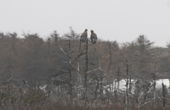 Haliaeetus pelagicus