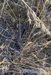 Philodryas chamissonis