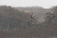 Haliaeetus pelagicus