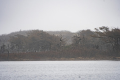 Haliaeetus pelagicus