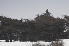 Haliaeetus pelagicus
