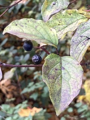 Cornus sanguinea
