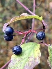 Cornus sanguinea