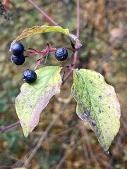 Cornus sanguinea