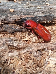 Ptichopus angulatus