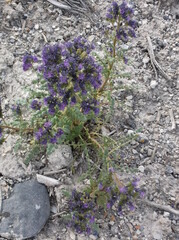 Phacelia glandulosa