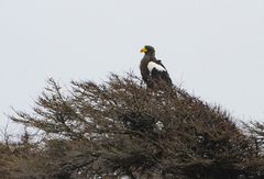 Haliaeetus pelagicus