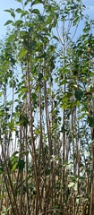 Gymnanthemum amygdalinum