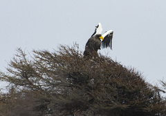 Haliaeetus pelagicus