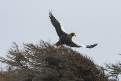 Haliaeetus pelagicus