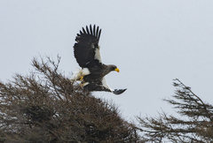 Haliaeetus pelagicus
