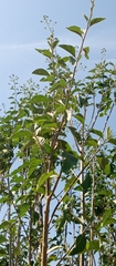 Gymnanthemum amygdalinum