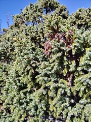 Juniperus squamata