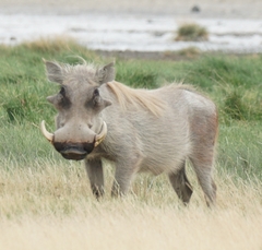 Phacochoerus africanus