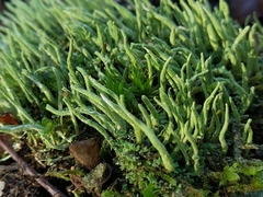 Cladonia ochrochlora