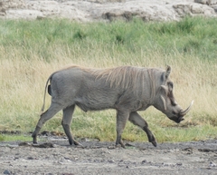 Phacochoerus africanus