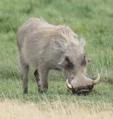 Phacochoerus africanus