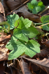 Ranunculus recurvatus