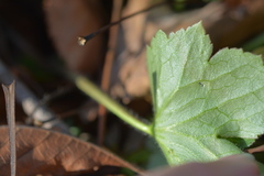 Ranunculus recurvatus