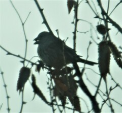 Passer domesticus
