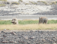Phacochoerus africanus