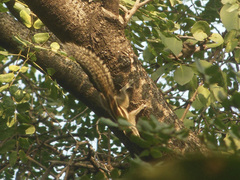 Funambulus pennantii