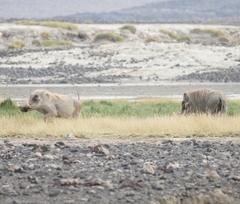 Phacochoerus africanus