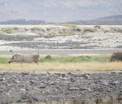 Phacochoerus africanus