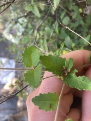 Croton betulinus