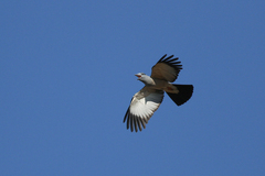 Leptosomus discolor discolor