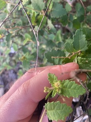 Croton betulinus
