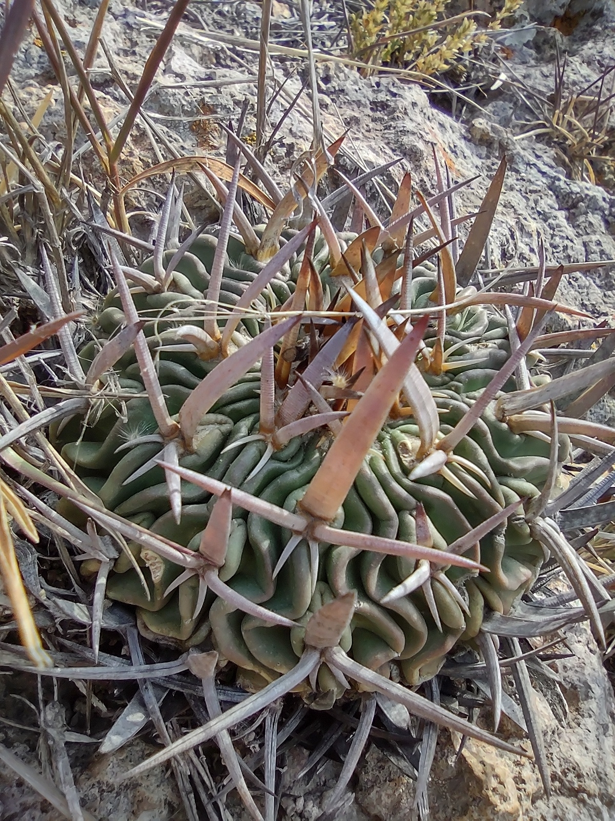 Stenocactus obvallatus