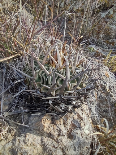 Stenocactus obvallatus
