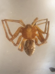 Philodromus cespitum