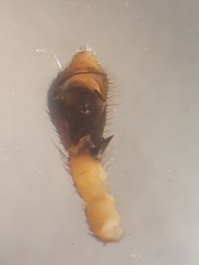 Philodromus cespitum