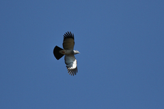 Leptosomus discolor discolor