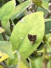Choreutis