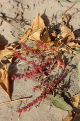 Rumex ucranicus